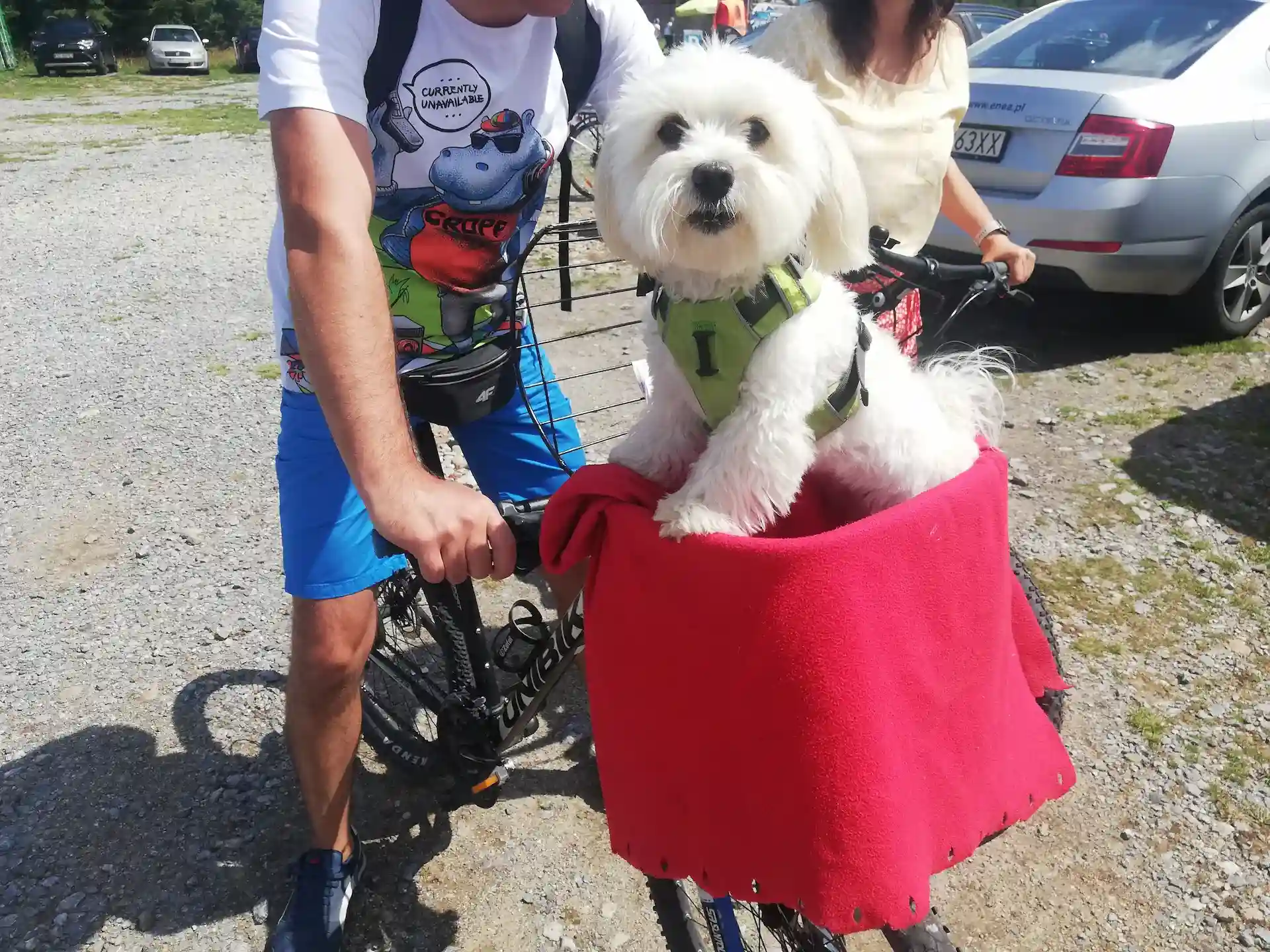 Friendly dog in a bicycle basket